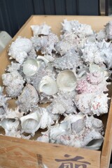 小田原の片隅にある新鮮なお魚屋さん