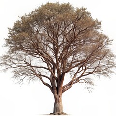 Majestic Tree with Sprawling Branches and Dense Foliage Isolated on White Background, Perfect for Nature, Environment, and Botanical Themes in Stock Photography