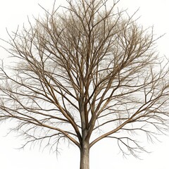 Fototapeta premium Leafless Tree in Winter Against White Background - Detailed Branches and Trunk - Nature's Minimalistic Beauty - Perfect for Seasonal, Environmental, and Botanical Themes