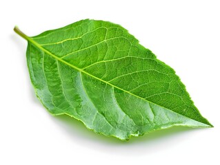 Obraz premium Vibrant Green Leaf on Plain White Background Representing Nature and Ecology