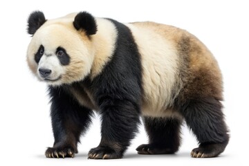 Obraz premium Giant panda standing on white background