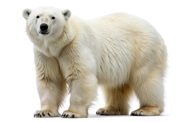 Fototapeta premium Polar bear stands on a white background