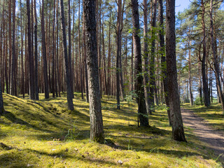 Path through sunflooded wood