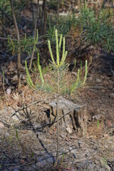 one small green pine tree on gray dry needles and ground in the forest