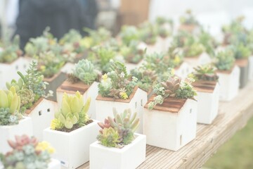 果肉植物と草花が集まる楽しそうな公園