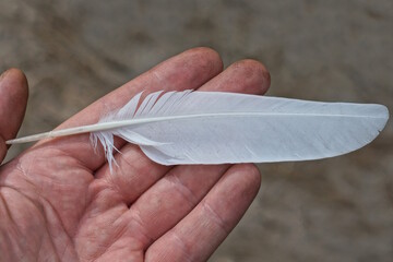 one white feather of a bird in fingers in a hand on a gray background