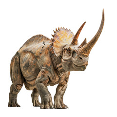 Fototapeta premium Realistic depiction of a Triceratops dinosaur standing on white background, showcasing detailed features and horns.