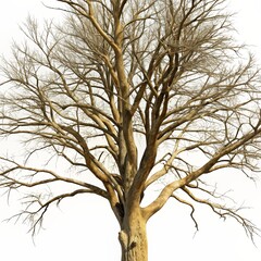 Majestic Leafless Tree Against Clear Sky - Detailed Branches and Trunk in Winter Season - Nature's Beauty and Simplicity Captured in High Resolution