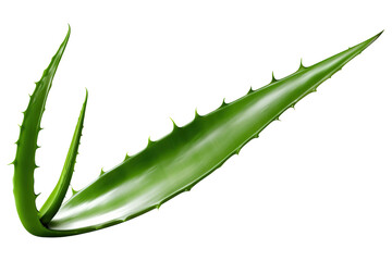 Aloe vera isolated on white or transparent background. AI Generated.