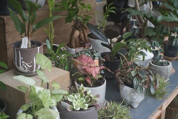 日本の休日の骨董市にて見つけた珍しい掘り出し物