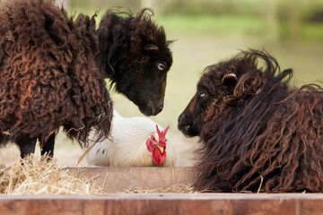 Two ouessant sheep look at rooster