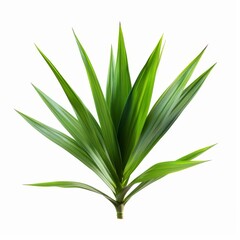 High-resolution Yucca leaf, vibrant green, pointed edges, isolated on a white background, perfect for botanical designs, web graphics, commercial use, and print projects. 