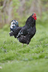 Black rooster in the grass of garden