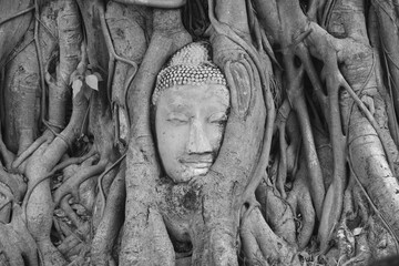 ancient Buddha statue covering by root of bodhi tree in Wat Mahathat travel landmark in Thailand