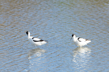 AVOCETA COMÚN (Recurvirostra Avosetta)