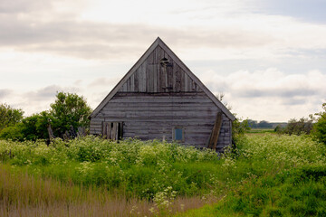 Typical landscape of Texel island, Old wooden sheep shed farmhouse in spring, White flowers Cow Parsley, Anthriscus sylvestris, Wild chervil or Keck, The Dutch Wadden Islands, Den Hoorn, Netherlands.