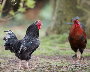 Two roosters free range in garden