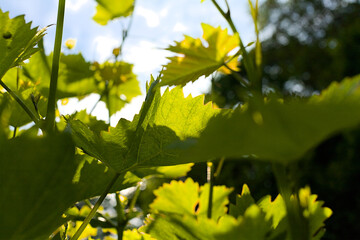 Many fresh green leaves of a vine in backlight with lots of sun.