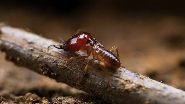 A brown bug is on a stick. It is on a stick that is on the ground