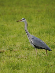 Fototapeta premium Bird with long legs standing in tall grass