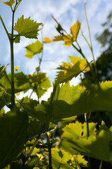 Many fresh green leaves of a vine in backlight with lots of sun. Vertical photo.