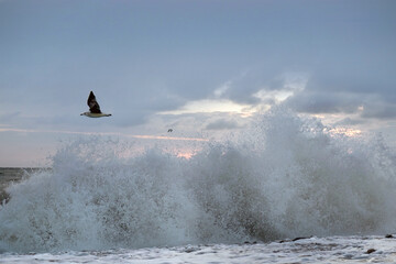 A lonely seagull over the white foamy sea wave