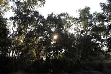 The sun's ray breaks through the branches and leaves of a tall tree.