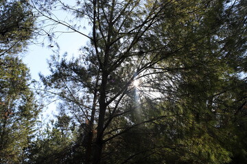 The sun's ray breaks through the branches and leaves of a tall tree.