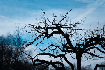 Silhouette eines blattlosen Baumes im Winter