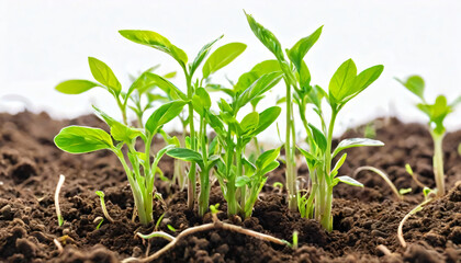 young plant sprouting from the soil isolated on white background