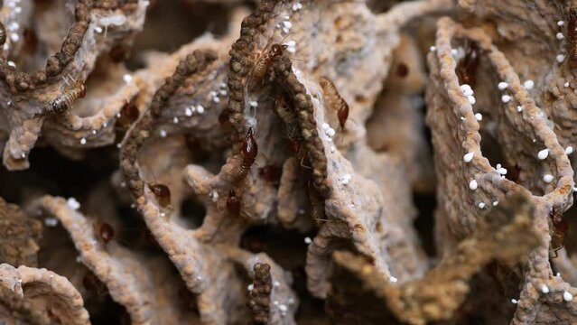 close-up view of a termite colony within a mound.
