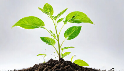 Vibrant green plant shoots grow from the soil isolated on white background