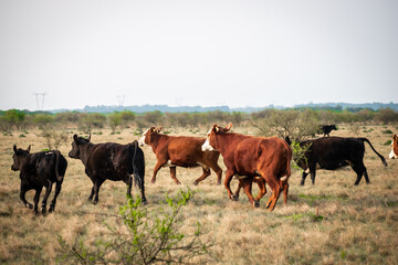 vacas argentinas corriendo por el campo