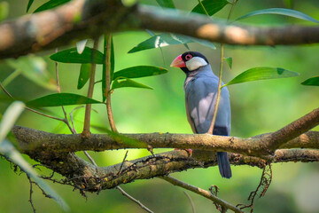 Java Sparrow bird perching on the branch