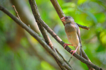 Java Sparrow bird perching on the branch