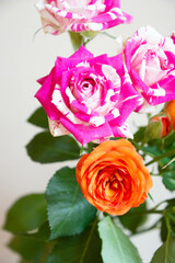 フラッシングとベイブ