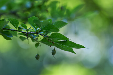 Green leaves background. Selective and soft focus. Copy space.