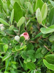 Bouton feijoa