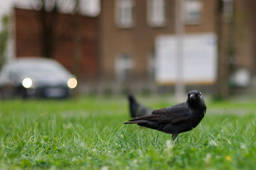 Ptak na trawie © Michał Pronczew