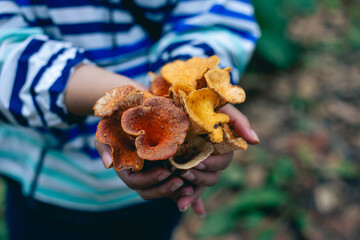 Selective focus woolly chanterelle, turbinellus floccosus, mushrooms, and a lot of yellow-orange...
