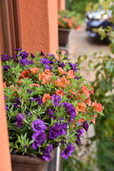 Spring decoration, tulips, daffodils, crocuses in wedge baskets on the background of a spring garden