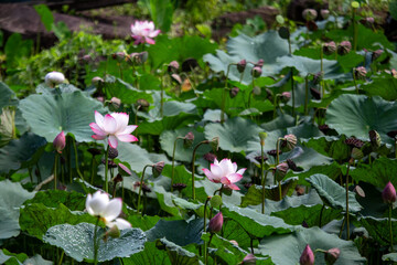 selective focus beautiful pink and white lotus flowers many lotuses pop up in a natural pond A fish pond with lots of lotus flowers and green plants looks like a natural pond.