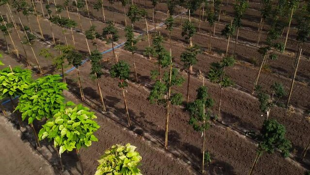Aerial view of a plantation with young tree seedlings neatly arranged in rows, showcasing early-stage reforestation efforts