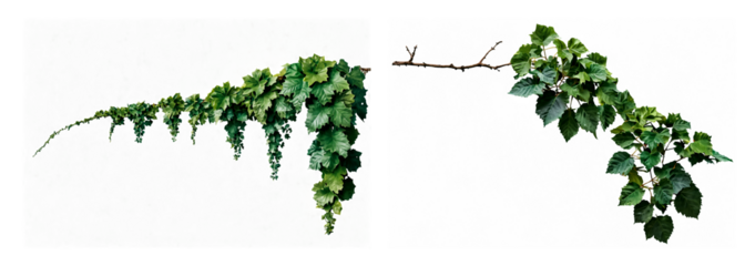 ivy isolated on white