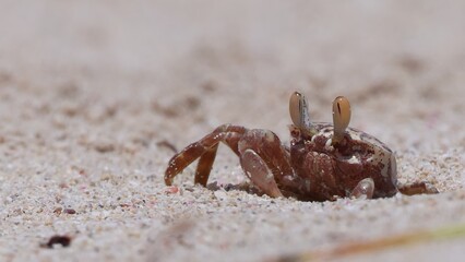 Close-up of ghost crab on the beach, crawling out of burrow. Ground level, shallow depth of field