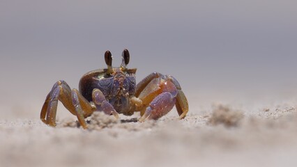 Ghost crab running, darting around on sandy beach. At ground level, isolated, shallow depth of field. Prominent eye stalks
