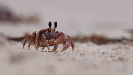 Ghost crab running, darting around on sandy beach. At ground level, isolated, shallow depth of field. Prominent eye stalks