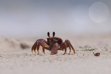 Ghost crab running, darting around on sandy beach. At ground level, isolated, shallow depth of field. Prominent eye stalks