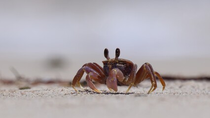 Ghost crab running, darting around on sandy beach. At ground level, isolated, shallow depth of field. Prominent eye stalks