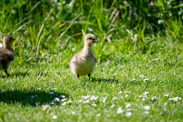 Goose chick